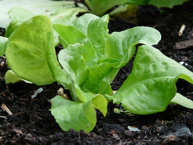 lettuce-54132_640