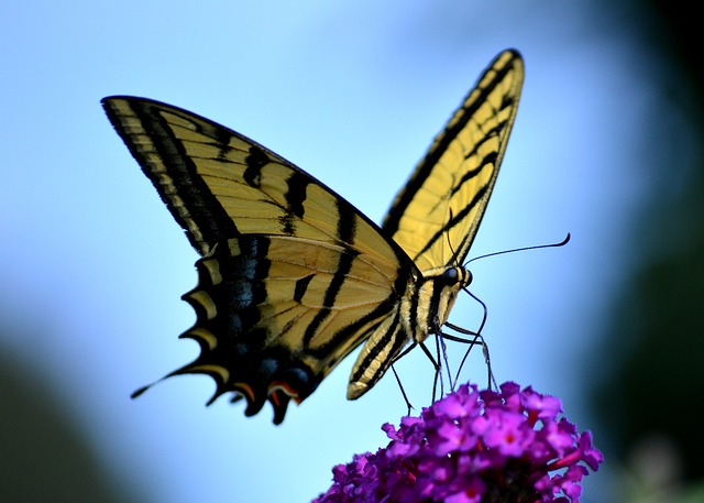 butterfly-2144506_640