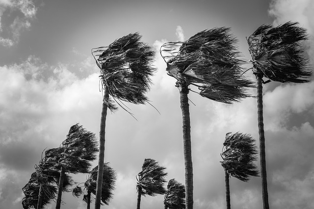 palm-trees-4069748_640